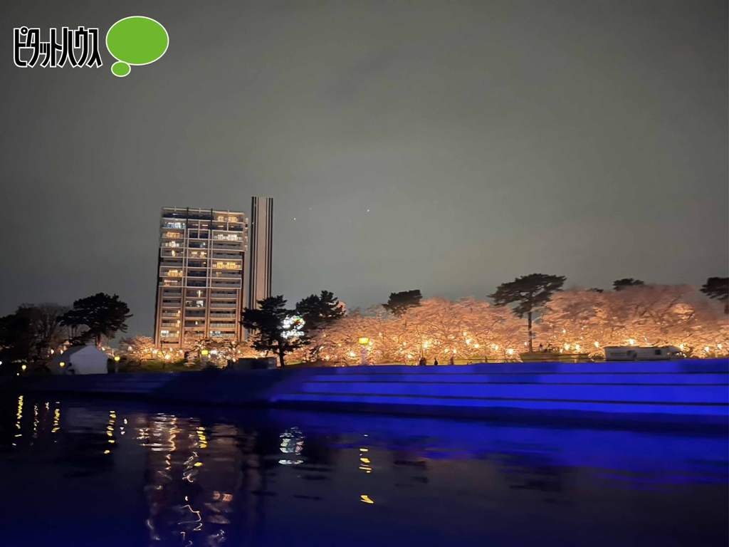 リコット岡崎公園　夜景・桜